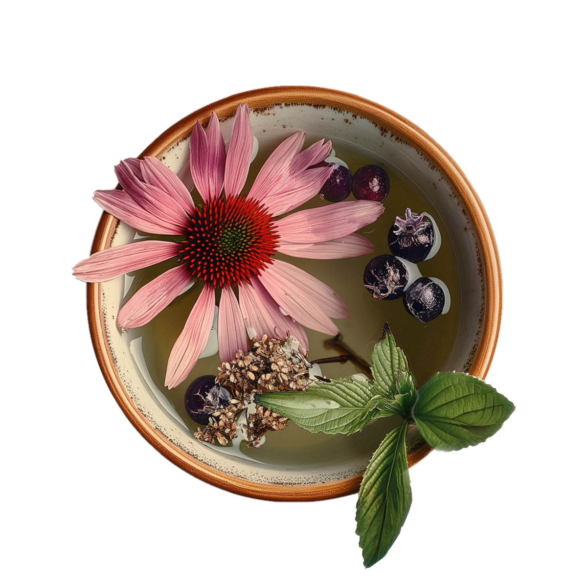 Echinacea Immune Support